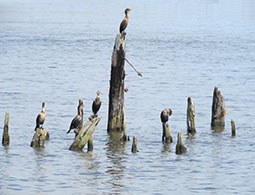 cormorants