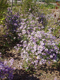purple asters