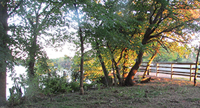 sunset light on trees