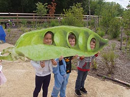 three peas