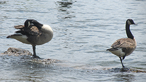 two wading ducks