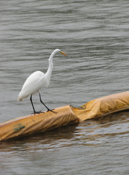 white heron